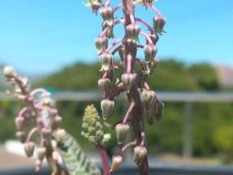 Ledebouria socialis inflorescence